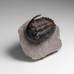 Genuine Ceratarges armatus Trilobite from Morocco