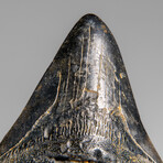 Genuine Megalodon Shark Tooth (in display box)
