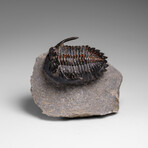 Genuine Ceratarges armatus Trilobite from Morocco