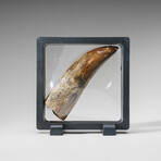 Genuine Natural Carcharodontosaurus Dinosaur Tooth in Display Box