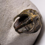 Genuine Trilobite Fossil (Ptychopariida) on Matrix