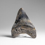 Genuine Megalodon Shark Tooth (in display box)