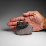 Genuine Ceratarges armatus Trilobite from Morocco