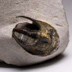 Genuine Trilobite Fossil (Ptychopariida) on Matrix