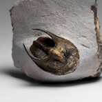 Genuine Trilobite Fossil (Ptychopariida) on Matrix