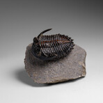 Genuine Ceratarges armatus Trilobite from Morocco