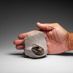 Genuine Trilobite Fossil (Ptychopariida) on Matrix