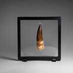 Genuine Natural Spinosaurus Dinosaur Tooth