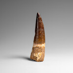 Genuine Natural Spinosaurus Dinosaur Tooth