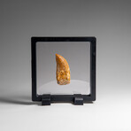 Genuine Natural Carcharodontosaurus Dinosaur Tooth in Display Box