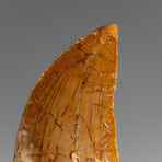 Genuine Natural Carcharodontosaurus Dinosaur Tooth in Display Box