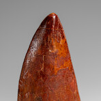 Genuine Natural Carcharodontosaurus Dinosaur Tooth in Display Box