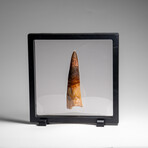 Genuine Natural Spinosaurus Dinosaur Tooth