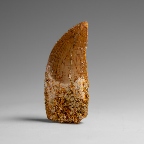 Genuine Natural Carcharodontosaurus Dinosaur Tooth in Display Box