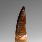 Genuine Natural Spinosaurus Dinosaur Tooth