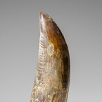 Genuine Natural Carcharodontosaurus Dinosaur Tooth in Display Box