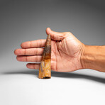 Genuine Natural Spinosaurus Dinosaur Tooth