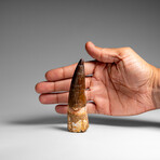 Genuine Natural Spinosaurus Dinosaur Tooth