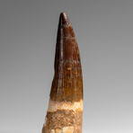 Genuine Natural Spinosaurus Dinosaur Tooth