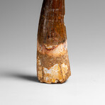 Genuine Natural Spinosaurus Dinosaur Tooth