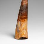 Genuine Natural Spinosaurus Dinosaur Tooth