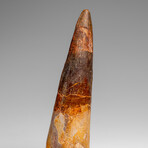 Genuine Natural Spinosaurus Dinosaur Tooth