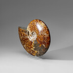 Genuine Calcified Ammolite Ammonite