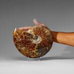 Genuine Calcified Ammolite Ammonite