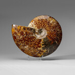 Genuine Calcified Ammolite Ammonite