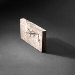 Genuine Fossilized Keichousaurus in Matrix // v2