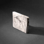 Genuine Fossilized Keichousaurus in Matrix