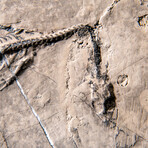 Genuine Fossilized Keichousaurus in Matrix // v2