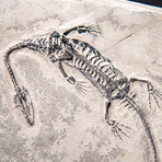 Genuine Fossilized Keichousaurus in Matrix