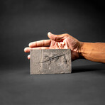 Genuine Fossilized Keichousaurus in Matrix // v2