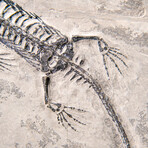 Genuine Fossilized Keichousaurus in Matrix
