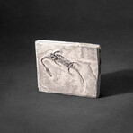 Genuine Fossilized Keichousaurus in Matrix