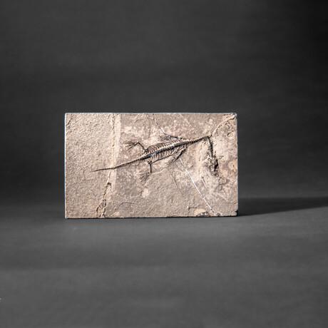 Genuine Fossilized Keichousaurus in Matrix // v2