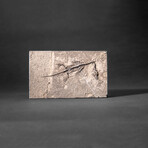 Genuine Fossilized Keichousaurus in Matrix // v2