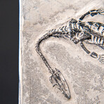 Genuine Fossilized Keichousaurus in Matrix