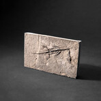 Genuine Fossilized Keichousaurus in Matrix // v2