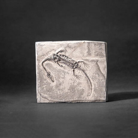 Genuine Fossilized Keichousaurus in Matrix