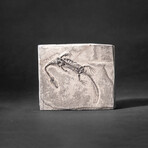 Genuine Fossilized Keichousaurus in Matrix