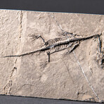 Genuine Fossilized Keichousaurus in Matrix // v2