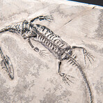 Genuine Fossilized Keichousaurus in Matrix