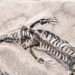 Genuine Fossilized Keichousaurus in Matrix