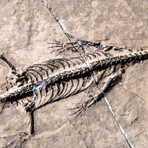 Genuine Fossilized Keichousaurus in Matrix // v2