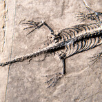 Genuine Fossilized Keichousaurus in Matrix // v2