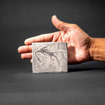 Genuine Fossilized Keichousaurus in Matrix