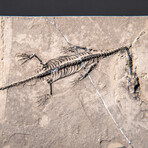 Genuine Fossilized Keichousaurus in Matrix // v2