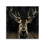 Young Buck // Print on Acrylic Glass by Liz Jardine (24x24)